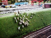 SUNP0144  Schafe auf Abwegen / schnell nach oben befor der Zug kommt