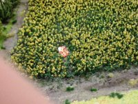 20150420 115119  Liebe im Rapsfeld