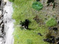 20150420 153944  Schwarzbär