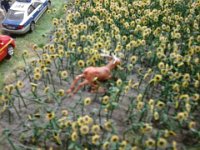 20150420 174938  war es der Hirsch